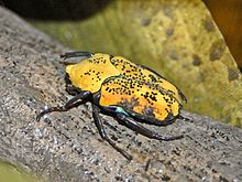 Scarabaeidae - Argyripa lansbergei.JPG