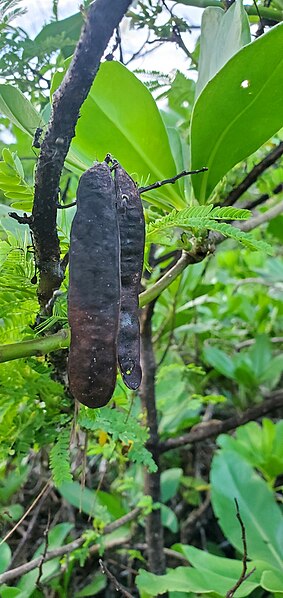 File:Schleinitzia fosbergii seed pods, Yigo, Guam.jpg