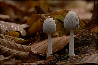 <i>Coprinellus niveus</i> species of Agaricomycetes