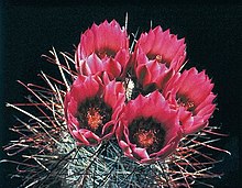 Sclerocactus polyancistrus در فرهنگ B.jpg