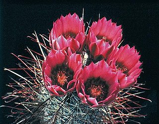 <i>Sclerocactus polyancistrus</i> Species of cactus