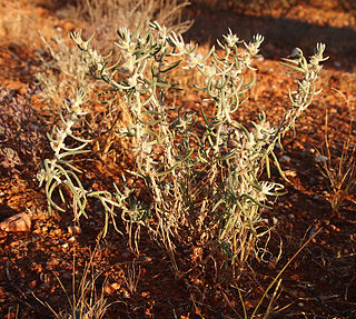 <i>Sclerolaena eriacantha</i> Species of shrub