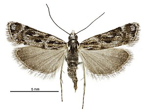 Scoparia s.l. gracilis female.jpg