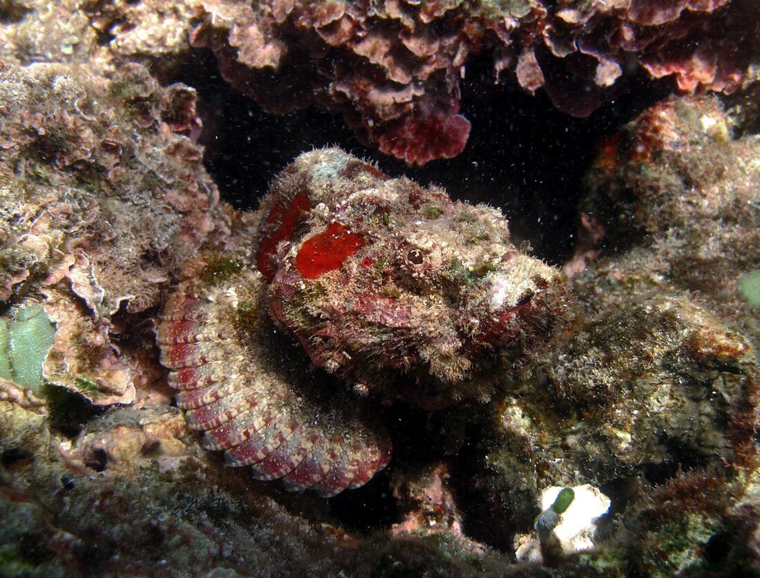 Scorpaenopsis