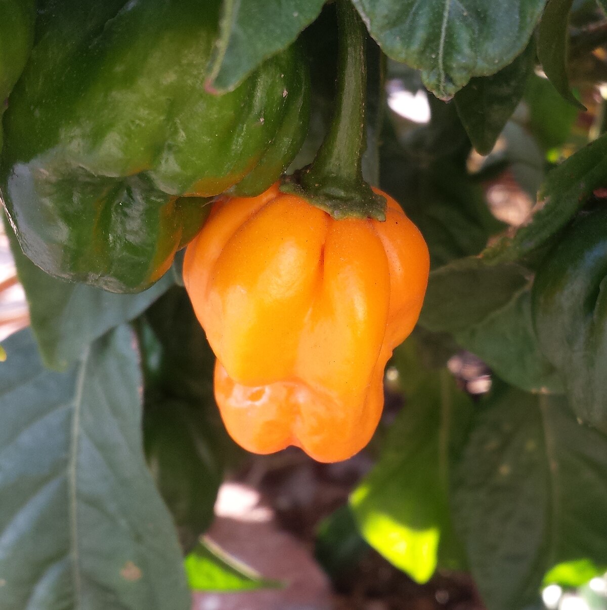 Chili pepper - Wikipedia