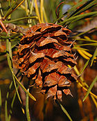 Скраб Сосна Pinus virginiana Cone крупным планом 2000px.jpg