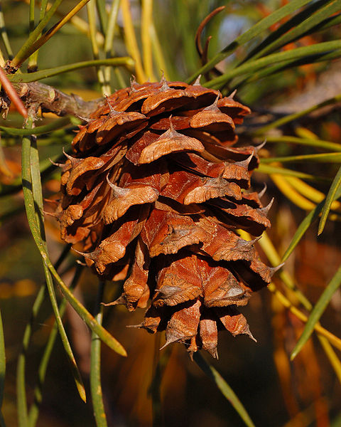 File:Scrub Pine Pinus virginiana Cone Closeup 2000px.jpg
