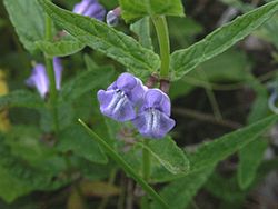 Scutellaria galericulata 2. jpg