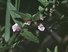 Rarität Kleines Helmkraut (Scutellaria minor)