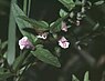 Klein glidkruid (Scutellaria minor)