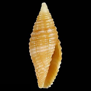 <i>Acromargarita oliverai</i> Species of gastropod