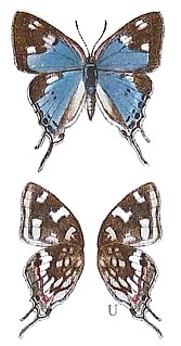 <i>Stugeta subinfuscata</i> Species of butterfly