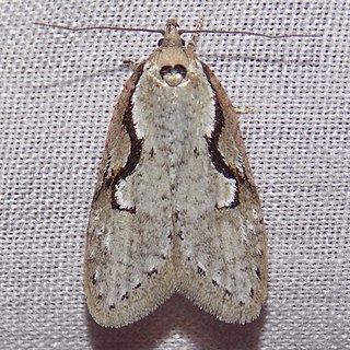 <i>Semioscopis packardella</i> Species of moth