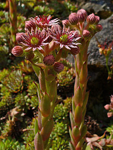 Sempervivum zeleborii