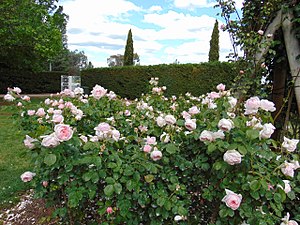 Senate gardens with Rosa 'Constance Spry'.jpg