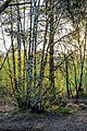 * Nomination Birch trees in the Venner Moor near Senden, North Rhine-Westphalia, Germany --XRay 03:49, 26 May 2020 (UTC) * Promotion  Support Good quality -- Johann Jaritz 04:33, 26 May 2020 (UTC)