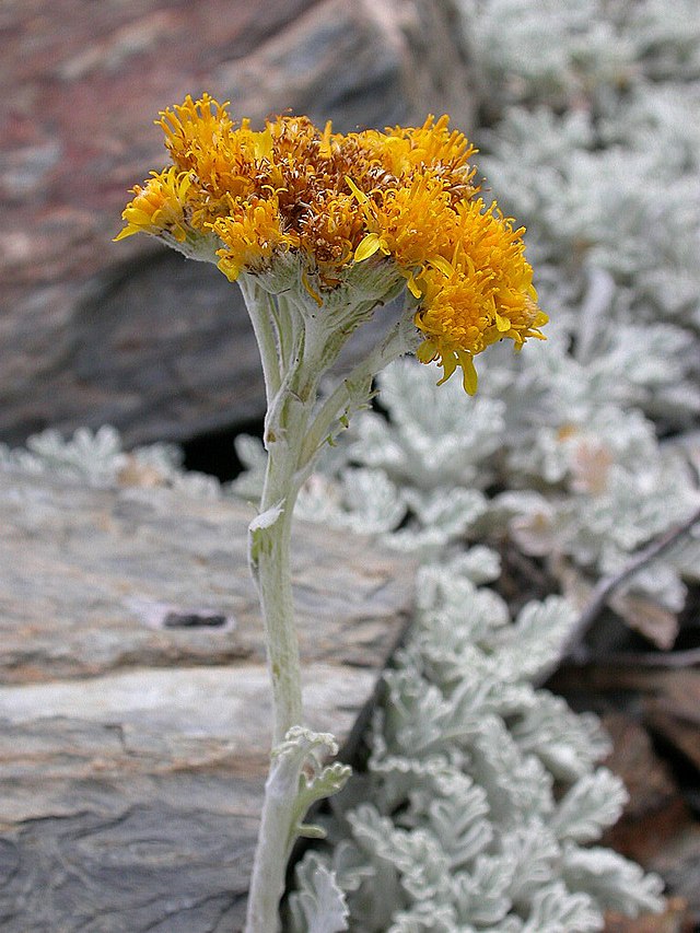 Description de l'image Senecio leucophyllus 03.jpg.