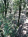 ]] (Vallès Occidental, Bages, Vallès Oriental) (Mura, Sant Llorenç Savall, Matadepera i altres). This is a a photo of a natural area in Catalonia, Spain, with id: ES510002 Object location 41° 40′ 12″ N, 1° 59′ 24″ E  View all coordinates using: OpenStreetMap