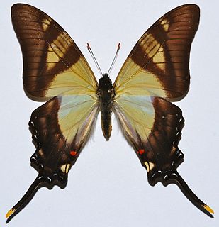 <i>Eurytides serville</i> Species of butterfly