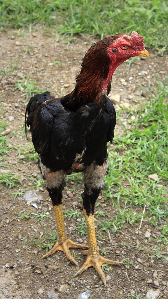 Fichier Shamo chicken.jpg Wikip dia