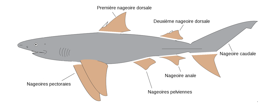 shark finning diagram