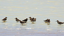 Sharp-tailed sandpipers were recorded in a survey at the lake