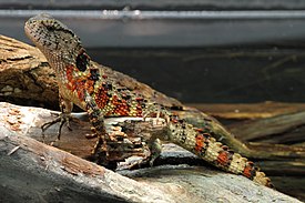 Shinisaurus crocodilurus - Tiergarten Schönbrunn 2.jpg