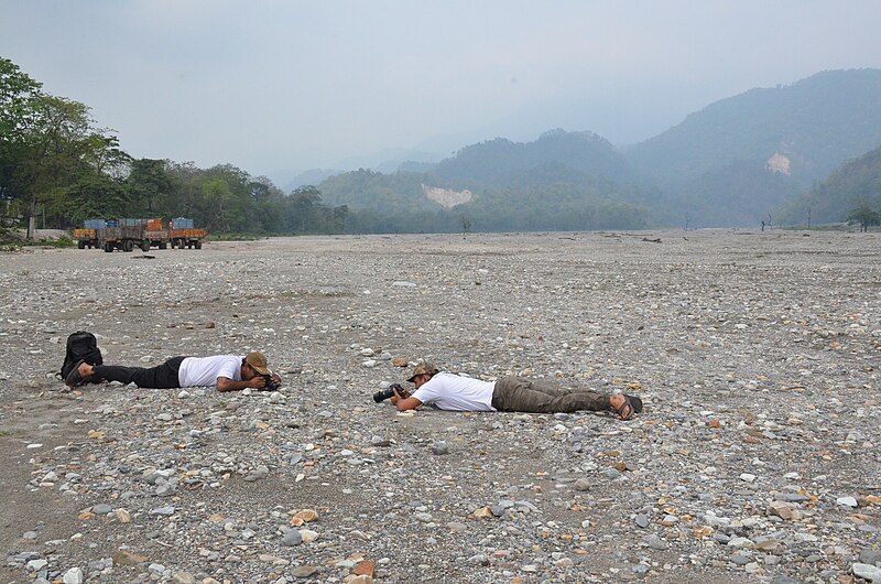 File:Shooting of Lapwing chick by Sandip Das and Arghyadeep Das in Jayanti River Bed WLB DSC 8393.jpg