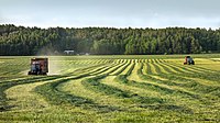 Silage windrows and two tractors