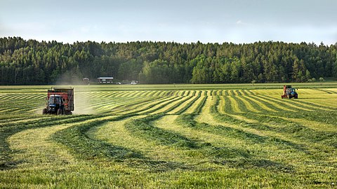 Silage windrows and two tractors