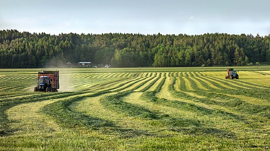 Silage windrows and two tractors