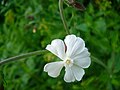 Silene alba