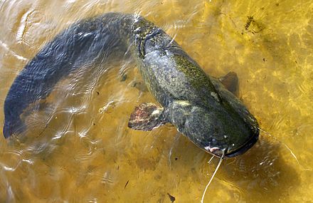 Ловля сома на волге. Silurus GLANIS рыба. Рыба Астраханской области сом. Рыба сомик Речной. Сомик Озерный.