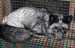 A rare silver morph of the common red fox. Silver fox.jpg