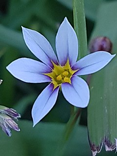 <i>Sisyrinchium micranthum</i> Species of grass-like plant