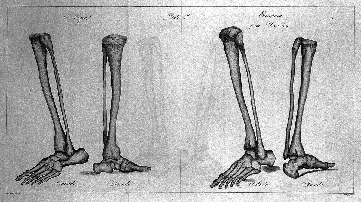 Fascia of the lower leg, 1831 artwork - Stock Image - C014/7837