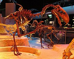Esqueleto de Titanis no Museu de História Natural da Flórida.jpg