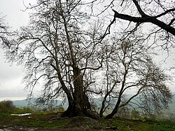 טנג'רי - עץ מפלס בן 2000 שנה בסכטוראשן