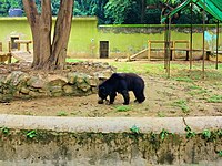 A Sloth Bear at Patna Zoo. SlothBear Patna Zoo.jpg