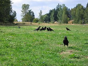 Eine Gruppe Krähen auf einer Wiese