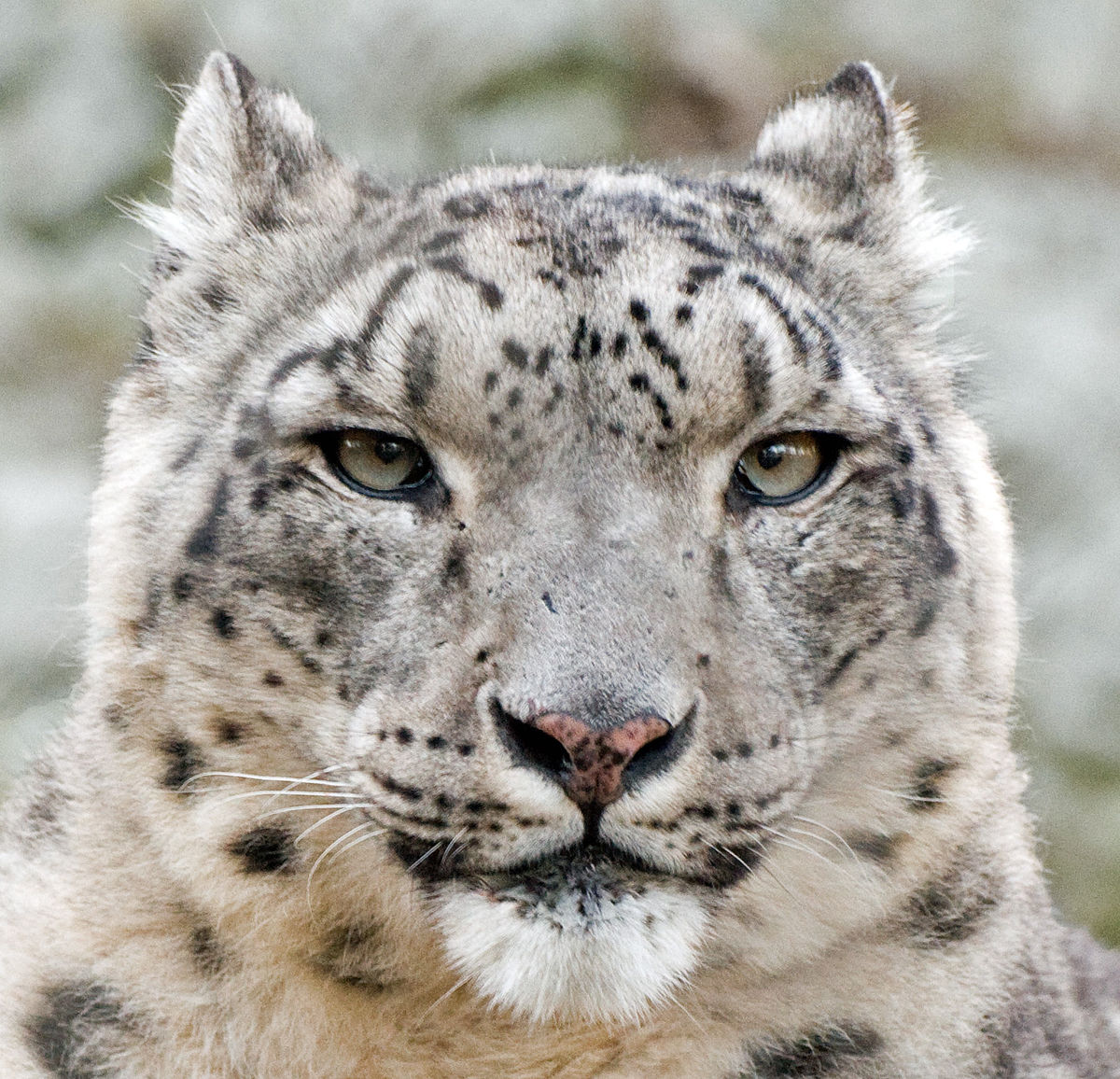 File:Snow Leopard Relaxed head.jpg - Wikimedia Commons