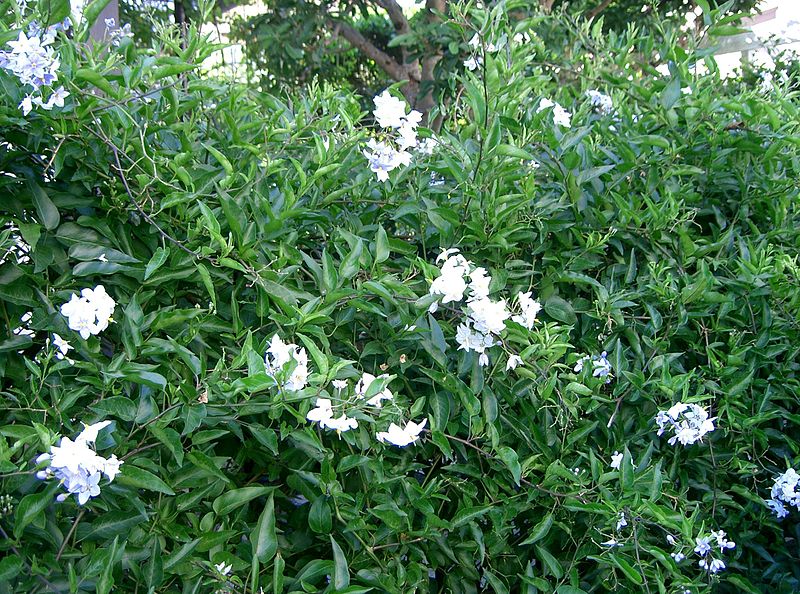 File:Solanum jasminoides3.jpg