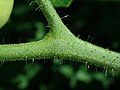 Solanum lycopersicum var. cerasiforme 2019-08-11 3891.jpg
