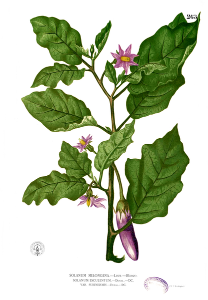 File:Solanum melongena Blanco2.265.png