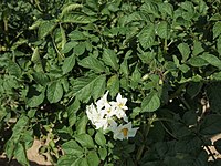 Solanum tuberosum rose earthling (02) .jpg