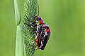 * Nomination Soldier beetle (Cantharis fusca) mating, Kampinos Forest, Poland --Charlesjsharp 19:45, 1 July 2016 (UTC) * Promotion Good quality. --Zcebeci 20:43, 1 July 2016 (UTC)