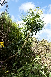 Sonchus canariensis Habitus