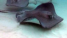 Southern stingrays passing each other at Stingray City Sandbar off of Grand Cayman Island Southern Stingrays At Stingray City Grand Cayman.jpg