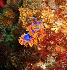 Spanish shawl nudibranch seen in shallow water, CINMS Spanish shawl nudibranch (Flabellina iodinea) CINMS.jpg