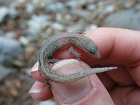 Sphaerodactylus glaucus.jpeg görüntüsünün açıklaması.